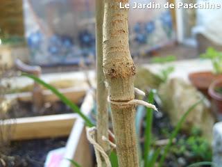 Arbuste sur tige : attention aux liens !