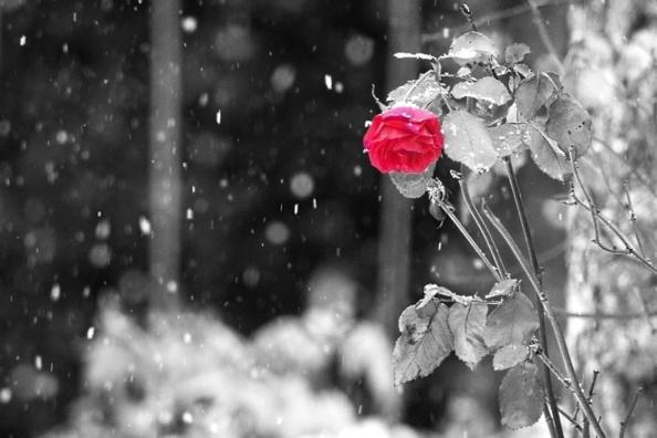 Vos roses de nouvel an !