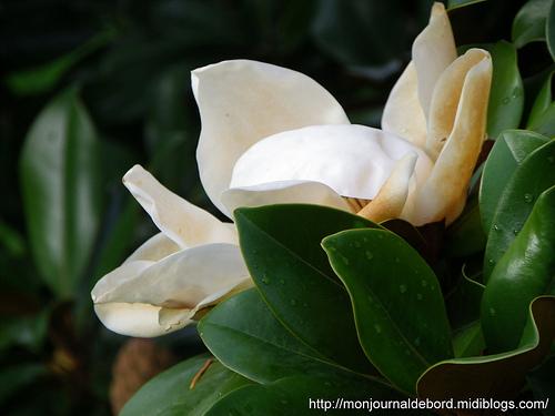Fleur de magnolia 01