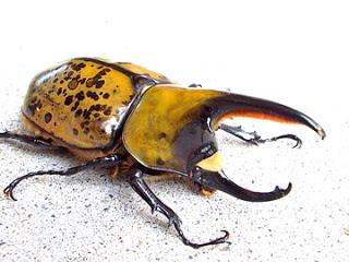 Souvenirs entomologiques