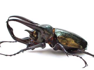 Souvenirs entomologiques