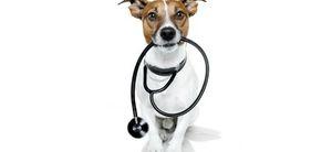 Des chiens pour diagnostiquer le cancer du poumon