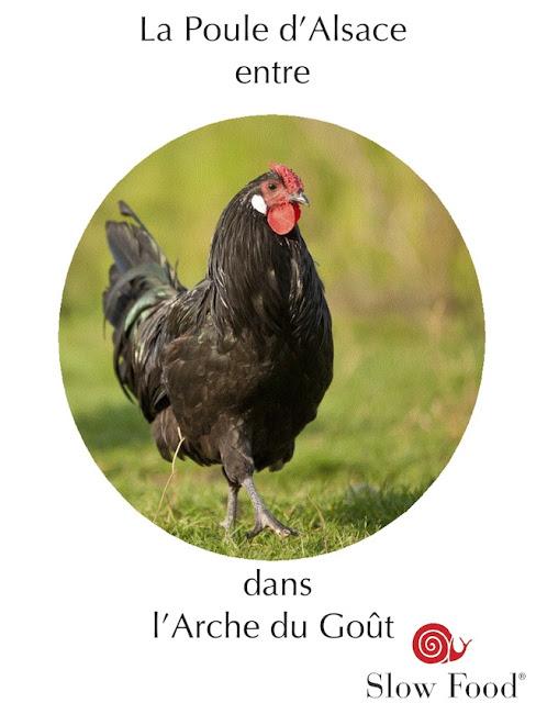 La Poule d'Alsace vous souhaitent ses meilleurs (v)oeux !