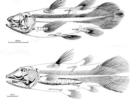 Un bon fossile est un fossile mort !