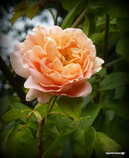 Juillet au jardin...