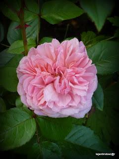 Juillet au jardin...