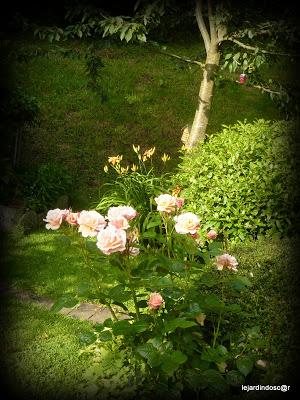 Juillet au jardin...