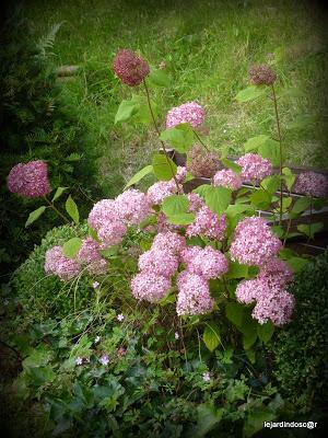 Juillet au jardin...