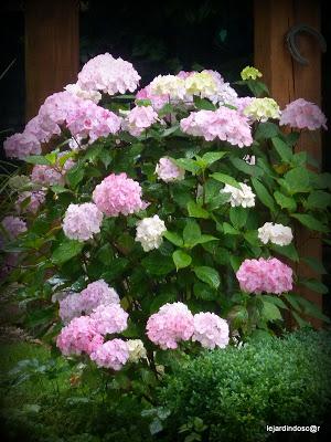 Juillet au jardin...