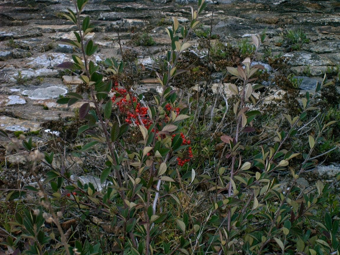 les mots viennent à nous