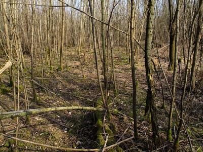 Le désert sous les Robiniers