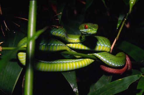 Trimeresurus rubeus, un serpent aux yeux rouges de la famille des vipéridés découvert au Vietnam.