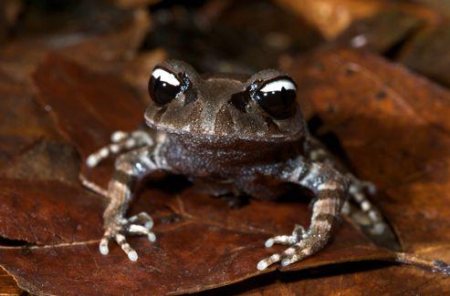 Leptobrachium leucops ,une grenouille aux étranges yeux noir et blanc a été découverte au Vitenam.