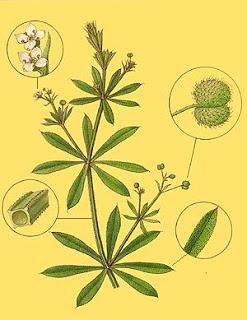 Les plantes sauvages se mangent !