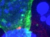 CANCER, VIH: Booster système immunitaire cellules souches tueuses Cell Stem