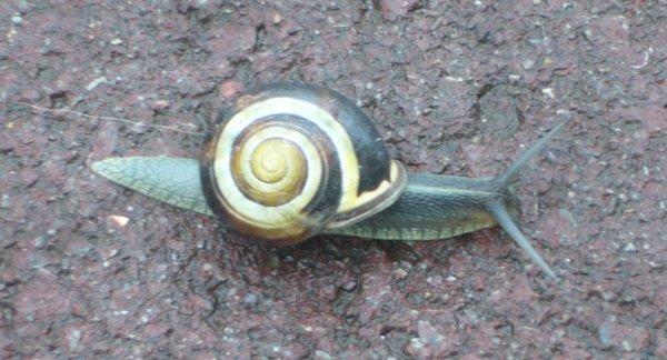 Les socialistes tracent leur sillon pour l'année 2013