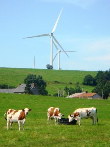 Serge ULESKI Eoliennes and cows.JPG