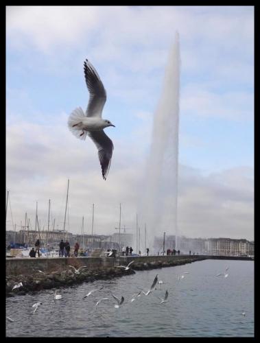 Jet d'eau.jpg