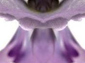 Florence Verrier, photographe