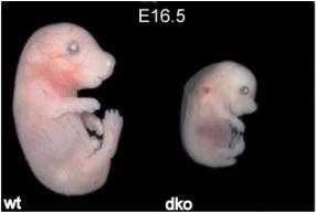 DÉVELOPPEMENT SEXUEL: Sans insuline et IGF, l’embryon est assexué – PLoS Genetics