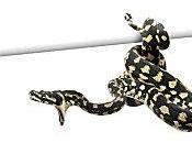 Elle trouve python enroulé autour bébé