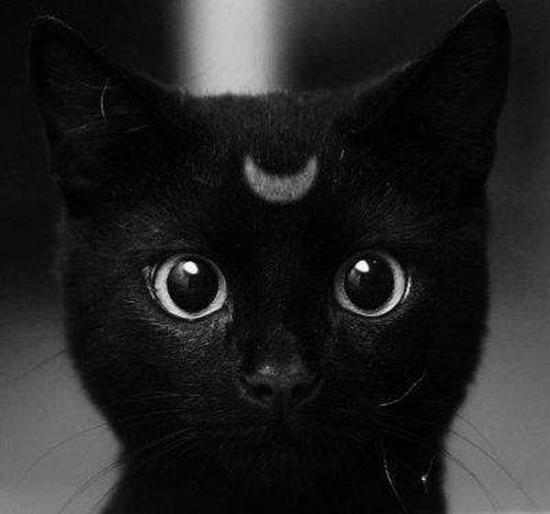 black cat luna
