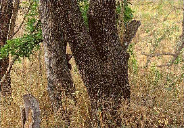 animaux-camouflage-mimetisme (5)