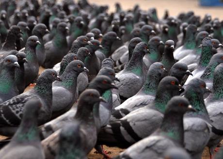pigeons Dette française: les aveux effarants de Michel Rocard sur la loi de 1973
