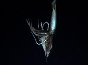 Japon: calmar géant filmé dans l’océan Pacifique