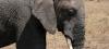 Saisie d'ivoire record à Hong Kong, année noire pour les éléphants