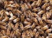 démocratie abeilles
