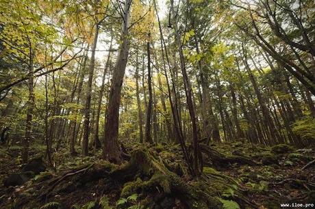 Aokigahara, la forêt des suicides