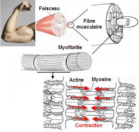 Petit topo du Dr Schwarzy sur les muscles : courir, plus vite, plus loin,  plus fort