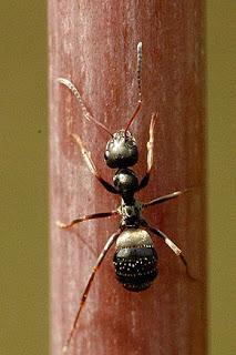 Le record de longévité pour une fourmi