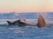 orques prisonnières glaces dans baie d’Hudson