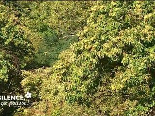 Silence, ça pousse ! du 09-01 à 21h19