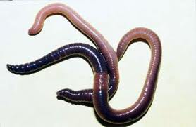 Les vers de terre l'hiver