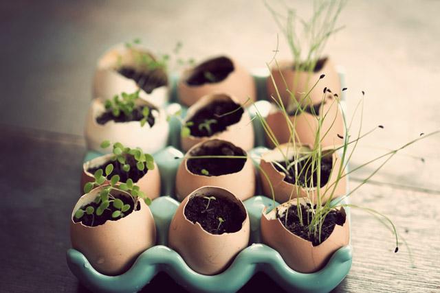 The art of growing seeds// Egg plant