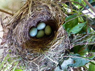 Le club des cinq ...