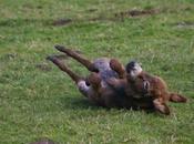 Bettanillo egli stupidi biologici