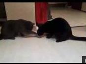 Deux chats sonnette pour chat videos
