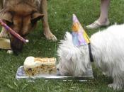 fêtes d’anniversaire chien