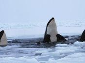 Canada: orques bloquées dans glaces sont libres