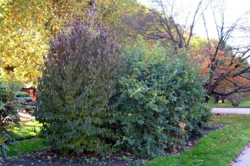3 cornus off paris 30 oct 2010 029.jpg