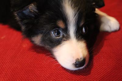 Yves Rocher rehausse mon avis