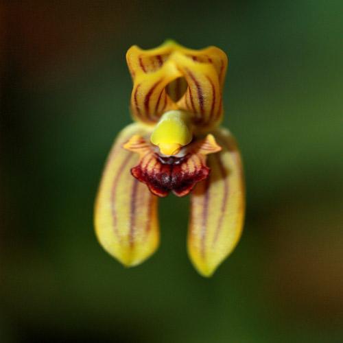 MNHN : Exposition Mille & Une Orchidées Grandes Serres Du Jardin Des Plantes, du 22 février au 18 mars 2012