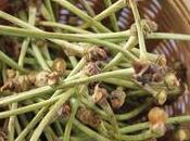 Cellulite Recette queues cerises