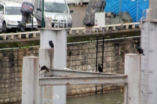 1 cormorans paris 12 janv 2013 012.jpg
