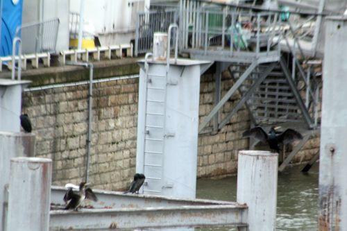 2 cormoran paris 12 janv 2013 020.jpg