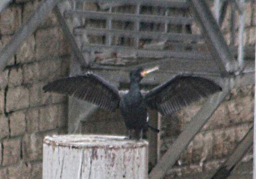 cormoran rec paris 12 janv 2013 p 016.jpg